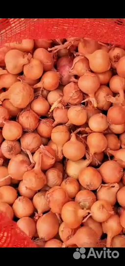 Лук севок оптом