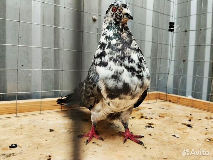 Голуби Николаевские