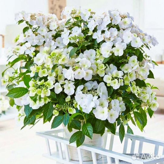 Гортензии Сбежавшая невеста и Френч болеро