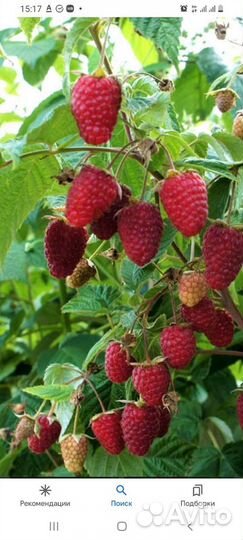 Малина Карамелька саженцы