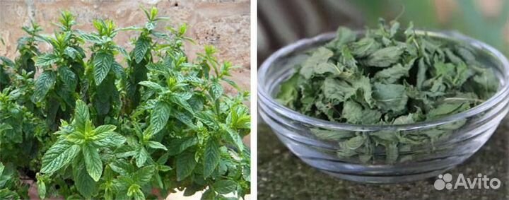 Мята сушеная / мелисса
