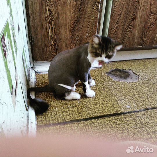 Стрижка кошек/собак. Выезд.Грумер.Груминг