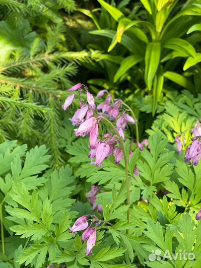 Дицентра Разбитое сердце / кусты разного размера
