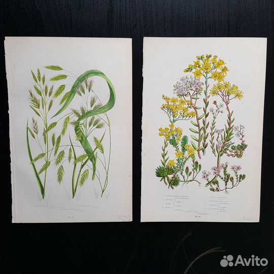 Ботанические иллюстрации XIX века