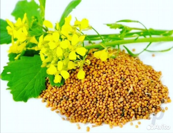 Горчица-сидераты