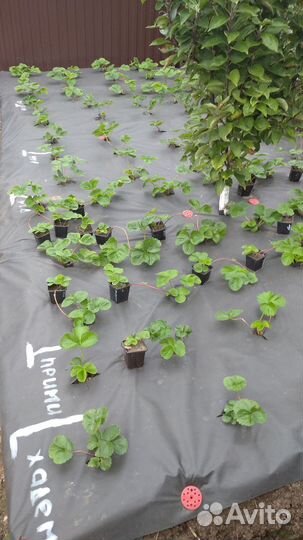 Рассада клубники