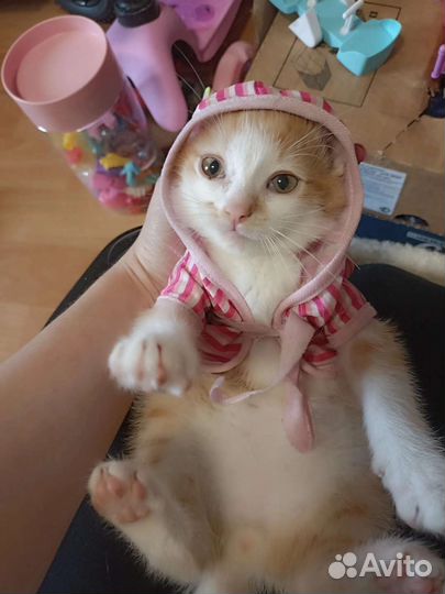 Малыш Антошка