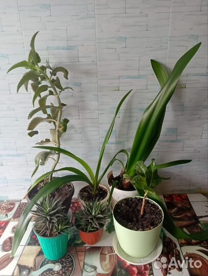 Комнатные цветы