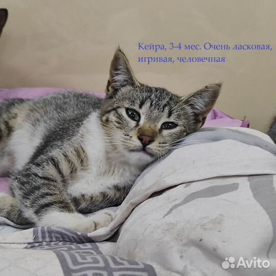 Котята в добрые руки