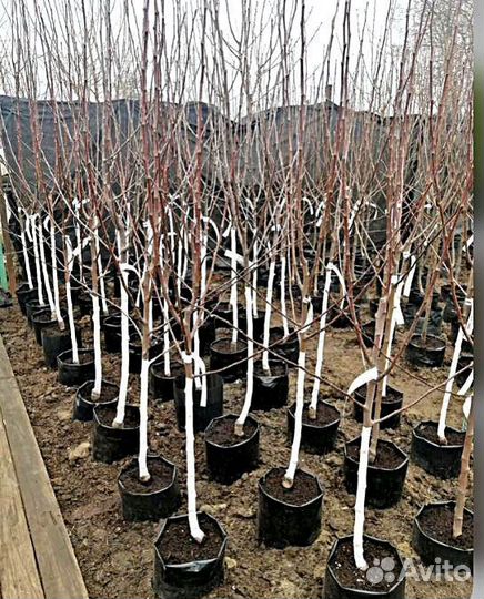 Саженцы яблоня китайка Мандарин