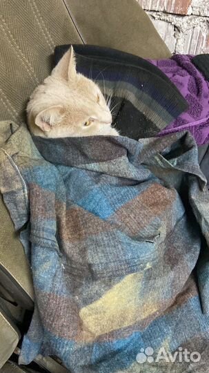 Кот в добрые руки