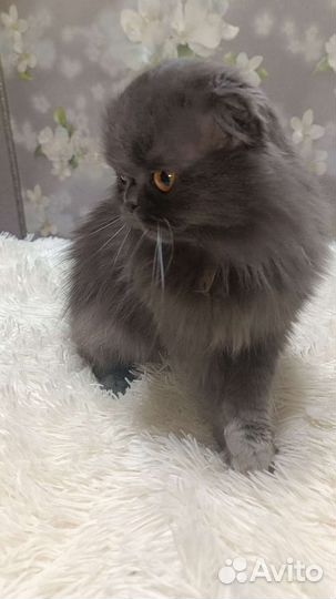 Персидская