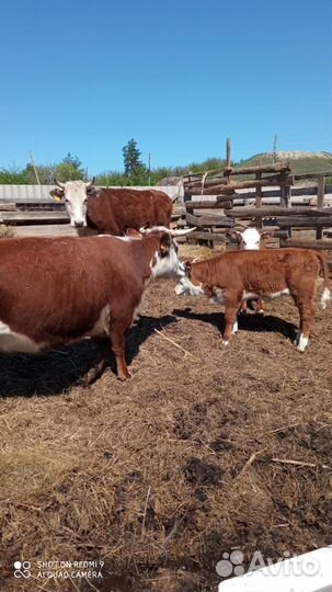 Корова с теленком