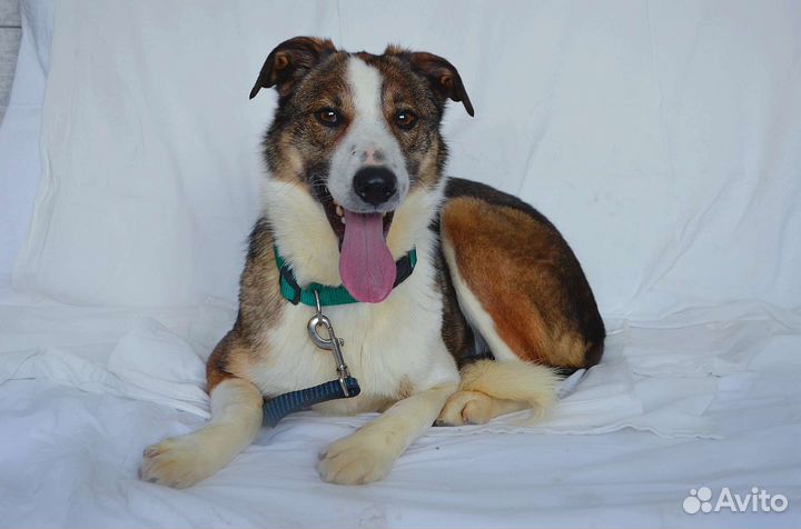 Собака Айя в дар