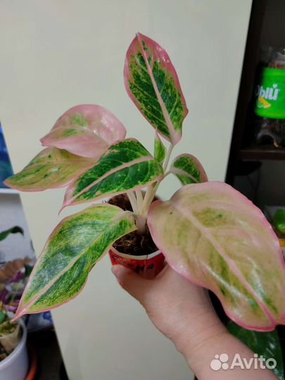 Аглаонема Салмон фентези