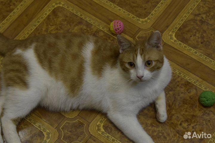 Котик