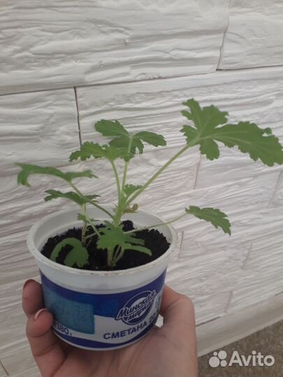 Пеларгония, герань душистая