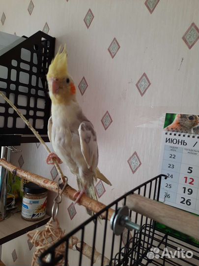 Попугай корелла с клеткой