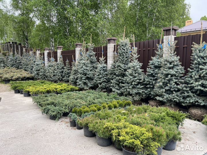 Ель голубая в ассортименте