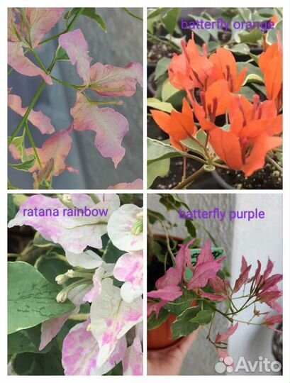 Бугенвиллии 74 сорта