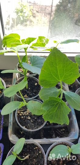 Рассада огурцов