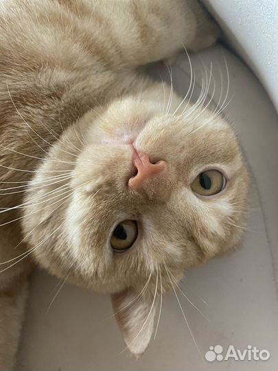 Отдам кота в добрые руки