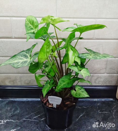 Комнатные растения