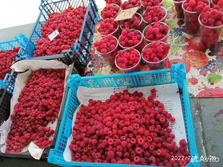 Саженцы малины и ежевики новых сортов