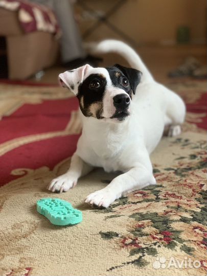 Передержка животных