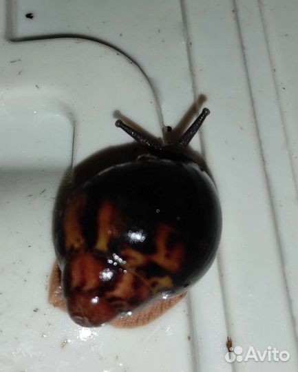 Улитки эгригелла ту-тон