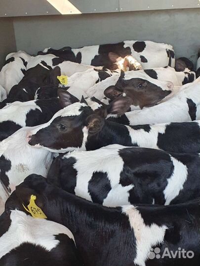 Телята бычки