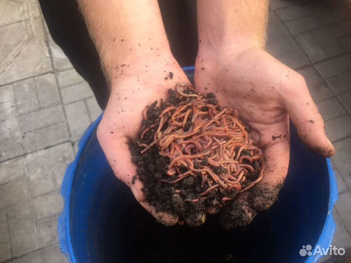 Червь навозный,выползки (опт и розница)