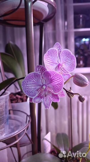 Орхидея P. aunghome Alice Stripe