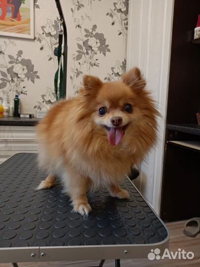 Грумер стрижка собак