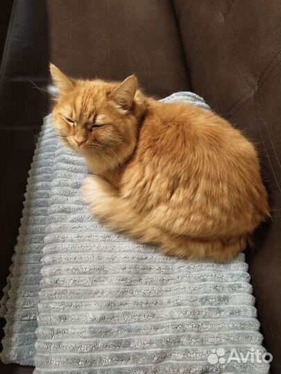 Котик в дар бесплатно