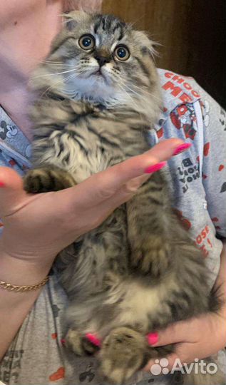 Котик в добрые руки