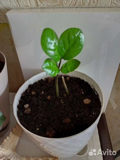 Замиокулькас