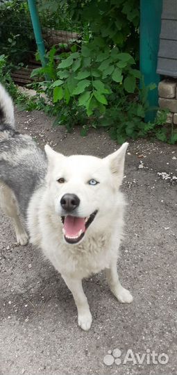 Собака Белка в добрые руки