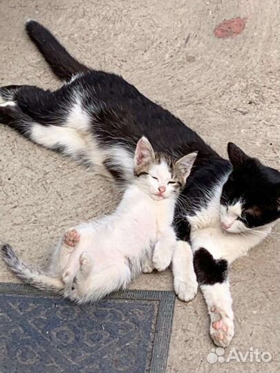 Кошка