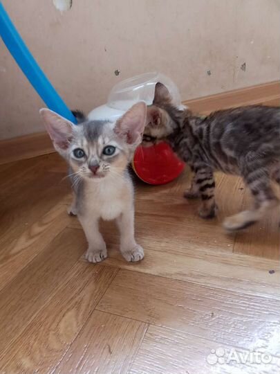 Абиссинская