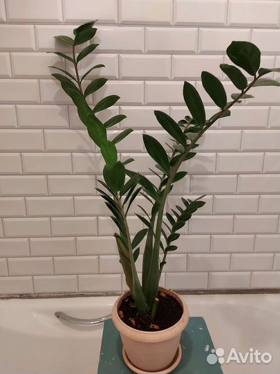 Спатифиллюм, замиокулькас