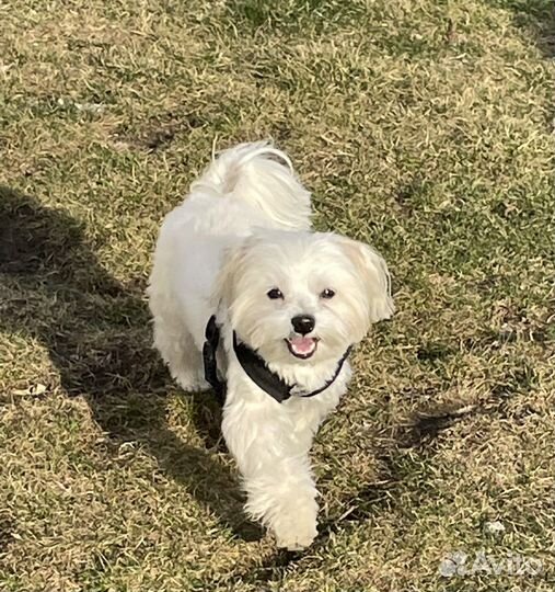 Мальтезе вязка