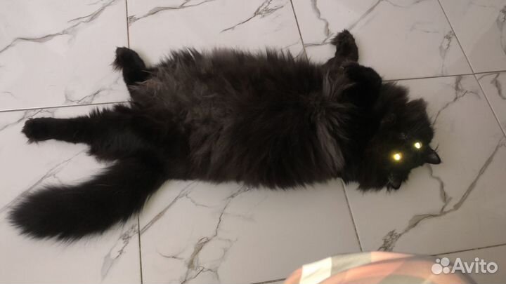 Домашние животные кошки