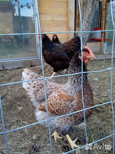 Предлагаю куры, петухи