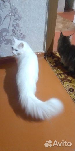 Кошка Мейн кун