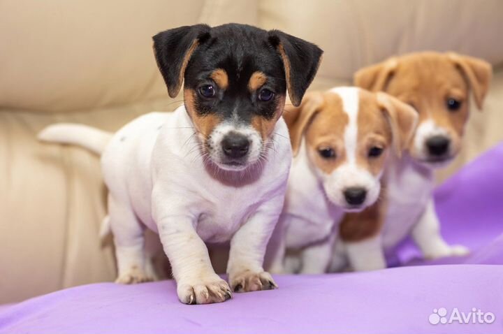 Джек Рассел терьер