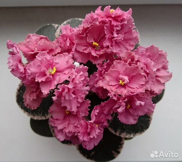 Фиалка сорт.Ness