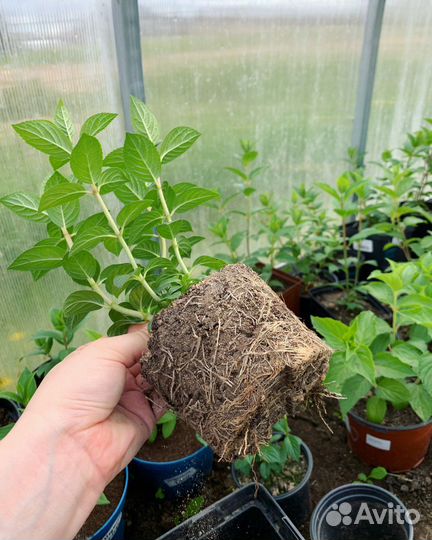 Гортензия метельчатая