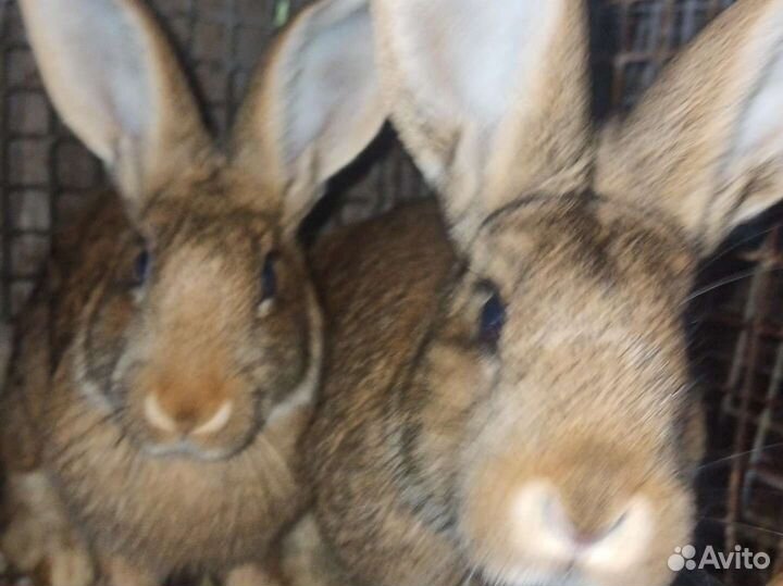 Кролики мясных пород