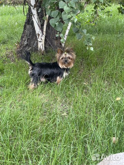 Йоркширский терьер мини щенки бейби фейс